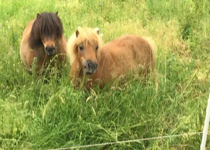 Zu Jeddelohs & -adult Friendly Gladenbach